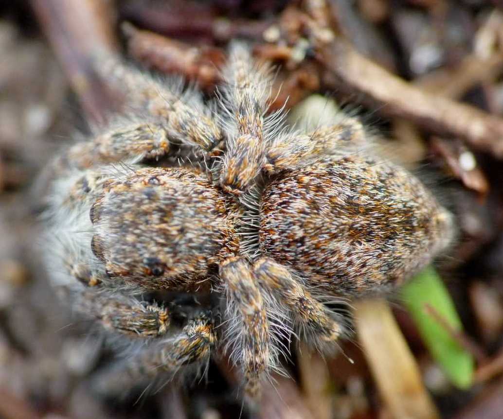 Carrhotus xanthogramma